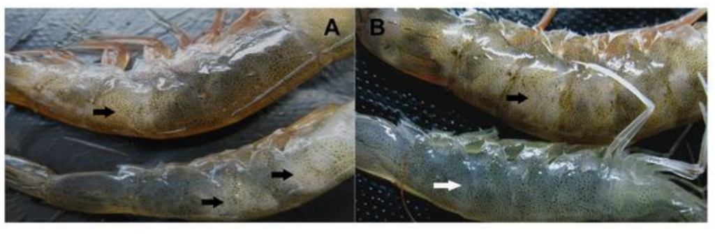 Bệnh hoại tử cơ, trắng đuôi, đục cơ trên Tôm 