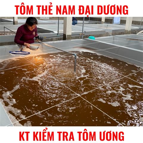 Quy Trình Sản Xuất Tôm Giống