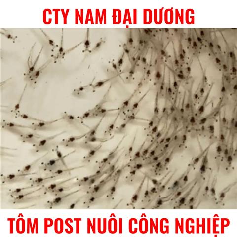 TÔM THẺ CHÂN TRẮNG