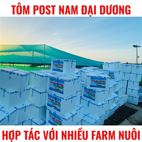 Tôm Thẻ Giống Chân Trắng