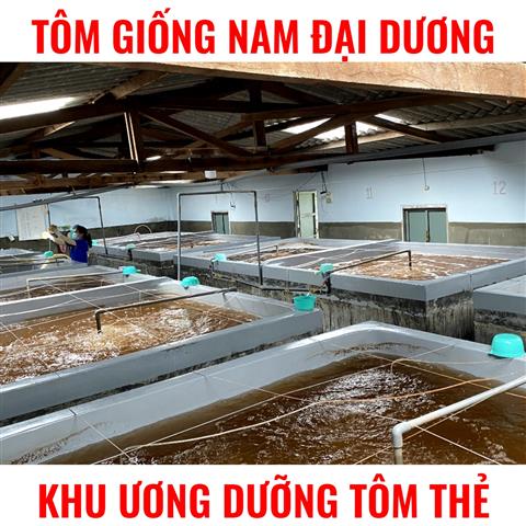 Tôm Thẻ Giống Ninh Thuận