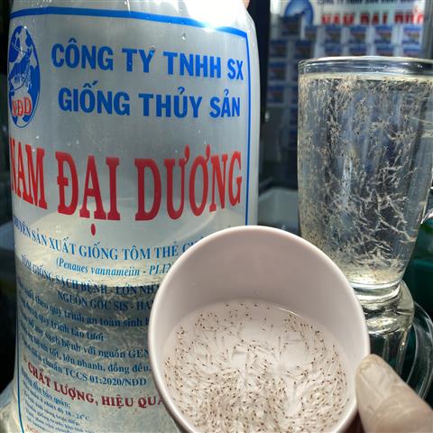 Thương Hiệu Tôm Giống Nam Đại Dương