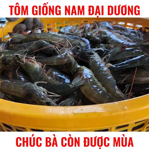 Ưu Điểm Tôm Giống Nam Đại Dương