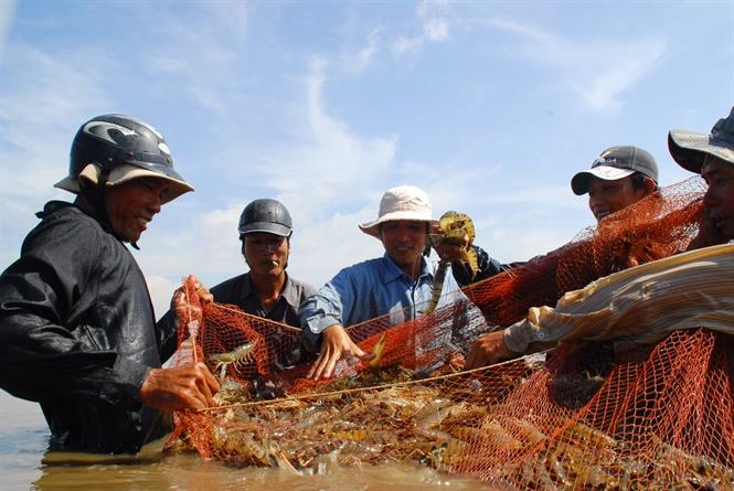 Sổ tay nuôi tôm mùa nắng nóng