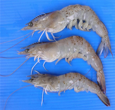 Bệnh hoại tử gan tụy do vi khuẩn (NHPB) hay bệnh đốm đen