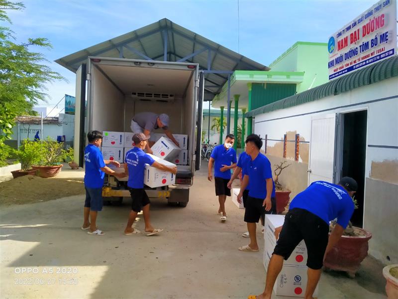 Tôm Giống Nam Đại Dương Nhập Tôm Bố Mẹ Từ SIS hawaii