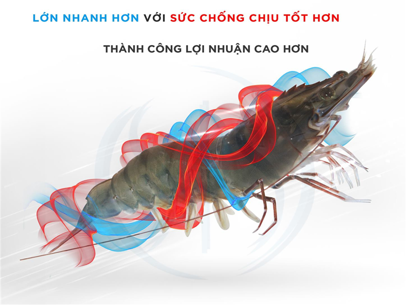 Phòng bệnh EHP (vi bào tử trùng) trong nuôi tôm – Hướng dẫn từ Tôm Giống Nam Đại Dương