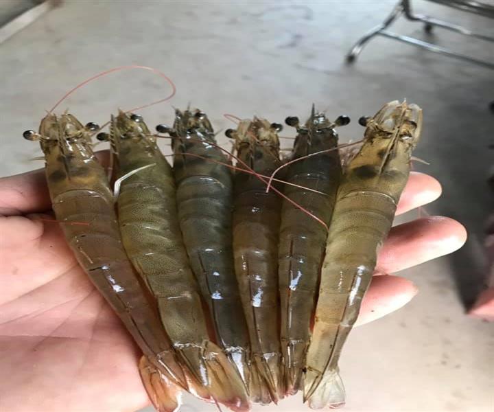 GIÁ TÔM THẺ TĂNG MẠNH, NGƯỜI NUÔI LÃI KHỦNG 70.000 ĐỒNG/KG
