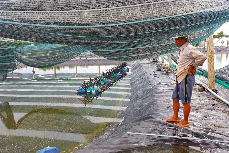 Loay hoay với “bài toán” nuôi tôm công nghiệp