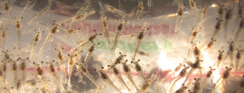 Hướng Dẫn Chọn con giống tốt là chìa khóa kiểm soát bệnh tôm