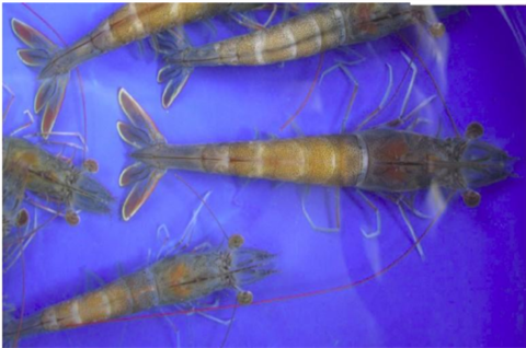 Bệnh hoại tử cơ trắng đuôi đục cơ trên Tôm