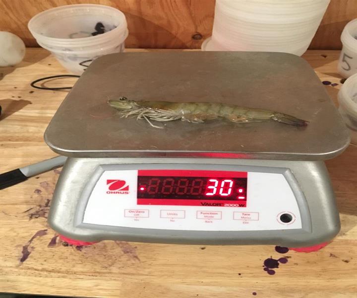 nuôi tôm trong bể bơi của Nông dân Mỹ