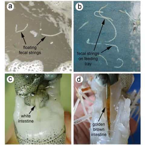 Bệnh phân trắng (WFD/WFS)