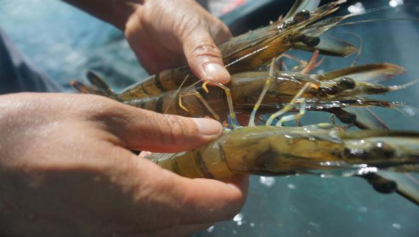 Thuế của Mỹ sẽ nhấn chìm ngành tôm Mexico?