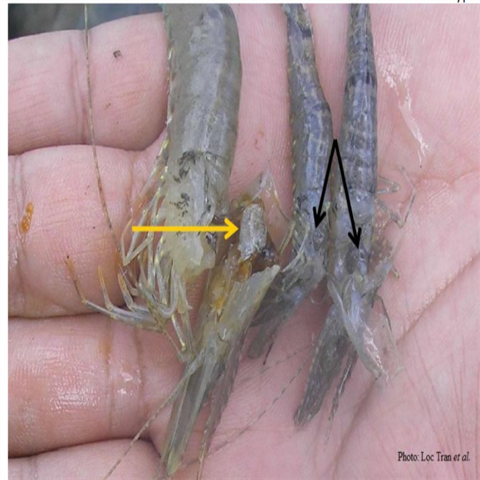 Bệnh hoại tử gan tụy cấp tính trên tôm nuôi (EMS/AHPND)