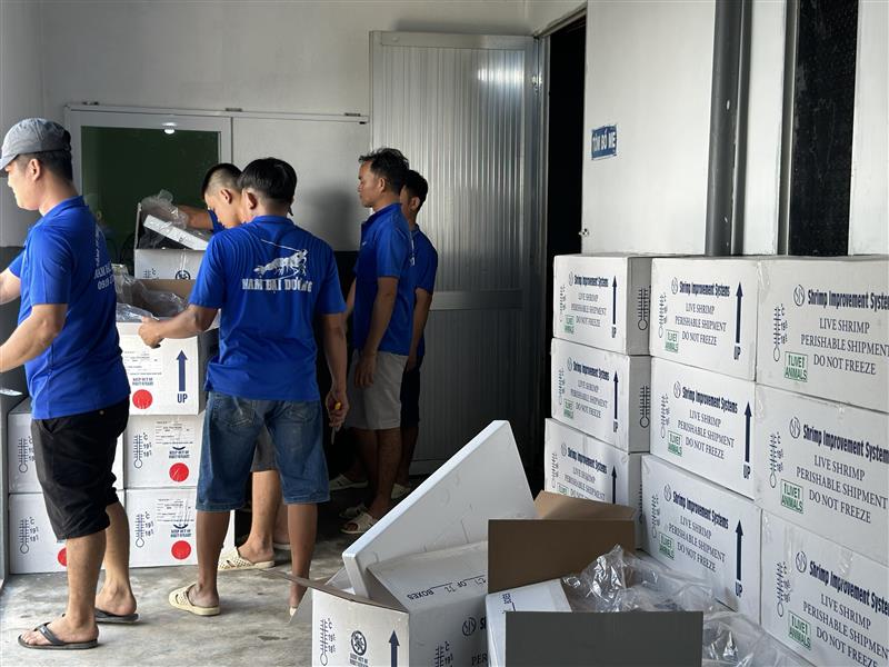 Nam Đại Dương Nhập Tôm Bố Mẹ Regular growth Mới 10/2023