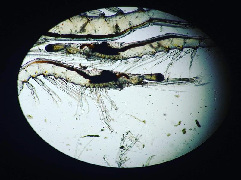 Ninh Thuận: Mở rộng sản xuất tôm giống theo hướng uy tín, chất lượng