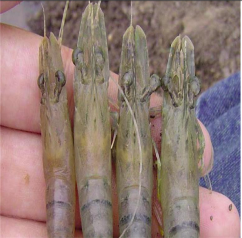 Bệnh đầu vàng trên tôm nuôi (YHV)