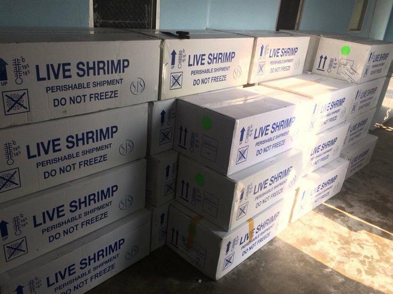 HỒ SƠ NHẬP KHẨU TÔM BỐ MẸ TỪ MỸ DÒNG SIS HAWAII (USA) CỦA CÔNG TY TÔM GIỐNG NAM ĐẠI DƯƠNG NGÀY 14/09/2019