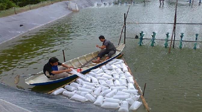 Cách thuần tôm khi thay đổi ao nuôi có độ mặn khác nhau
