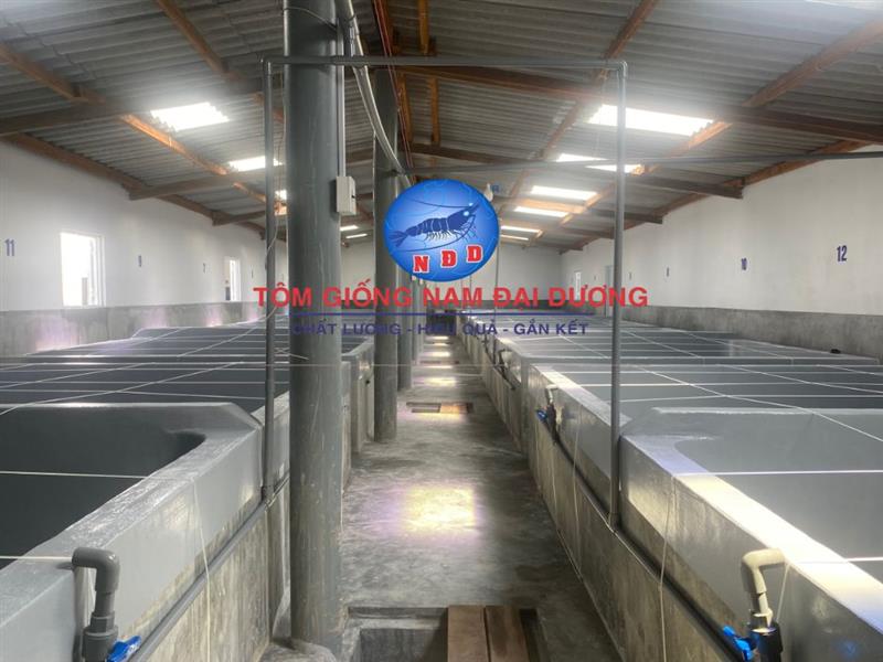Phòng Bệnh EHP – Ba lớp lá chắn giúp ao nuôi miễn nhiễm 