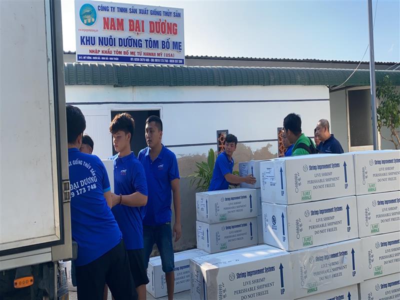 Trung Tâm Sản Xuất Tôm Giống Nam Đại Dương Nhập Tôm Bố Mẹ Mới 2023