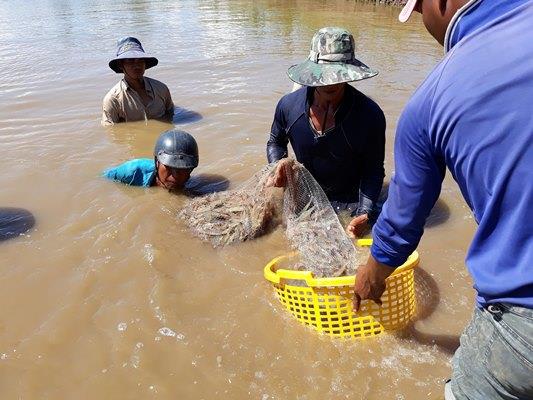 Quy trình kỹ thuật nuôi tôm sú - Tôm Thẻ quảng canh cải tiến
