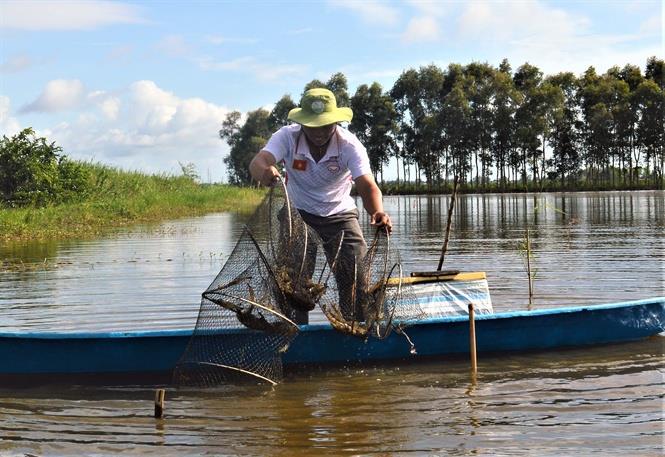 Mô hình nuôi tôm quảng canh cải tiến năng suất