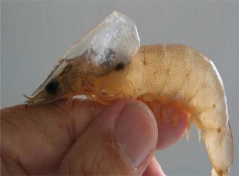 Bệnh đốm trắng trên tôm (WSSV