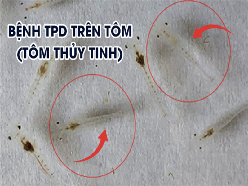 Bệnh mờ đục trên ấu trùng tôm TPD