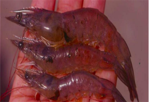 Bệnh Taura trên tôm thẻ chân trắng