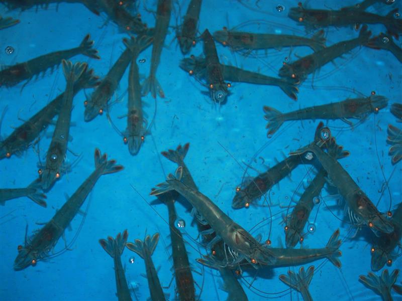 DANH SÁCH CÔNG TY NHẬP TÔM BỐ MẸ SẢN XUẤT NĂM 2020 MỚI NHẤT