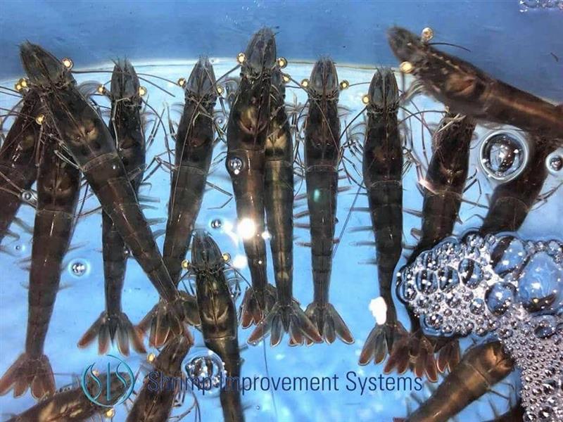 DANH SÁCH CÔNG TY NHẬP KHẨU TÔM BỐ MẸ TỈNH NINH THUẬN