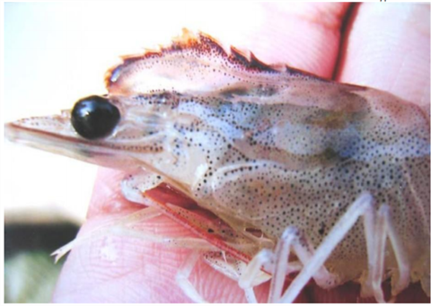 Bệnh hoại tử cơ quan tạo máu và cơ quan lập biểu mô