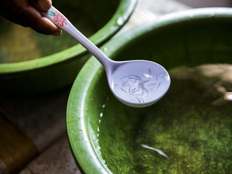 Hướng Dẫn kỹ thuật lựa chọn tôm giống chất lượng